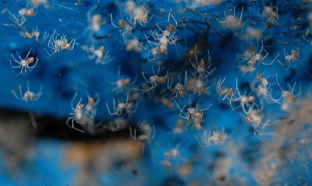 Pholcus phalangioides juvenil
